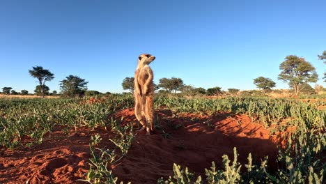 Erdmännchen-Sonnen-Sich-Am-Frühen-Morgen-In-Der-Sonne,-Während-Sie-Ihre-Umgebung-Nach-Gefahren-In-Der-Trockenen-Landschaft-Der-Südlichen-Kalahari-Absuchen