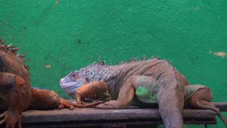 Green-iguana-basking-under-UVB-lighting-in-captivity-in-animal-enclosure,-slowly-turning-around-and-look-at-the-camera,-handheld-motion-close-up-shot