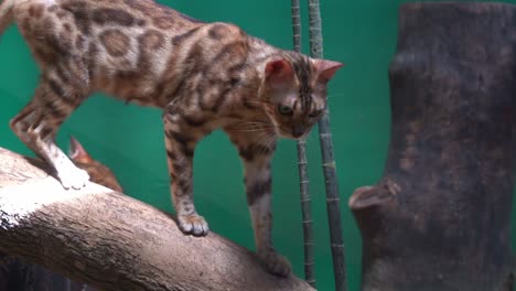 Close-up-shot-of-a-hybrid-breed-species,-an-exotic-bengal-cat-staring-at-the-camera,-slowly-walking-down-the-wood-log