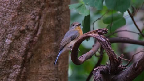 Looking-to-the-right-while-chirping-in-a-windy-forest,-Indochinese-Blue-Flycatcher-Cyornis-sumatrensis-Female,-Thailand