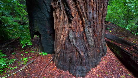 Looking-up-in-front-of-a-tall-redwood-tree-in-Muir-Woods-National-Monument,-USA