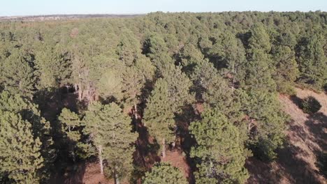 Drone-shot-flyover-progressing-from-prairie-to-tree-in-a-coniferous-forest-on-a-sunny-day-in-Nebraska