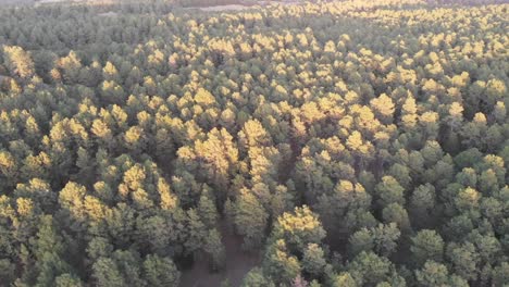 Drone-shot-of-flyover-sideways-with-treetops-of-coniferous-forest-in-Nebraska-on-a-sunny-day