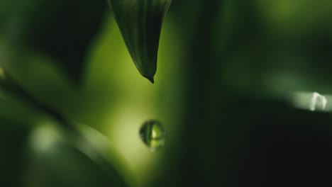 Single-Water-drop-slowly-dropping-from-the-summit-of-a-green-leaf,-ultra-closeup,-nature