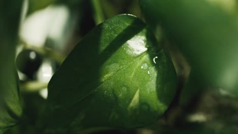 Water-drop-falling-in-slowmotion-onto-green-leaf,-closeup,-highspeed