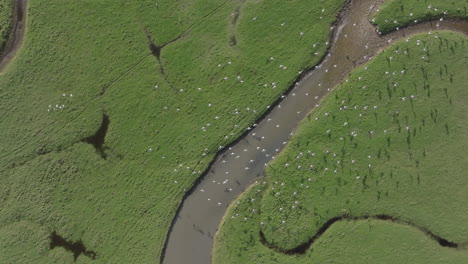 Rising-shot-of-seagulls-dispersing-over-marshland