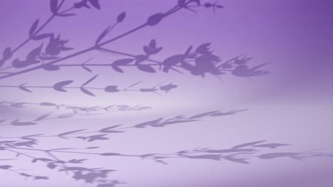 Background-shadow-plant-tree-gently-moving-breeze-windy-on-purple-wall-animation