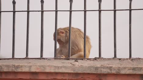 Close-up-shot-of-monkey-sleeping-curled-up-on-wall
