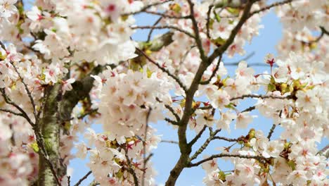 Cherry-blossoms-in-full-bloom-with-wasp-pollinating,-branches-reaching-out-against-clear-blue-sky