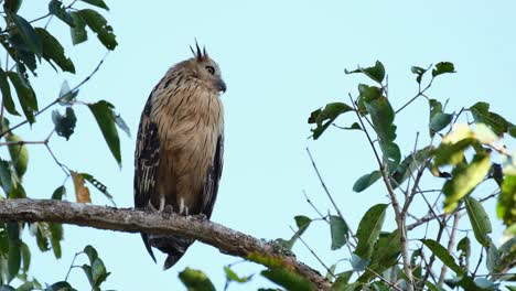 Looking-to-the-right-then-towards-the-camera-while-perched-on-a-perfect-branch-to-show-its-full-body,-Buffy-Fish-owl-Ketupa-ketupu,-Thailand