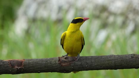 Black-naped-oriole,-oriolus-chinensis-is-a-passerine-bird-with-bright-golden-yellow-plumage,-perching-on-a-horizontal-wood-log,-curiously-wondering-around-its-surroungin-environment,-close-up-shot