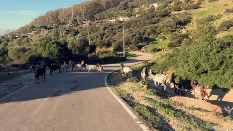 Driving-on-the-road-and-encountering-a-herd-of-goats-grazing-on-coastal-vegetation-under-the-gentle-rays-of-low-angle-sunlight,-embodying-the-concept-of-domesticated-animals