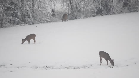 Deer-searching-for-food-in-a-wintry-pasture,-Fawn-foraging-across-ice-covered-grassland