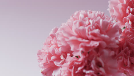 Video-Einer-Nahaufnahme-Eines-Rosa-Blumenstraußes-Mit-Kopierraum-Auf-Rosa-Hintergrund