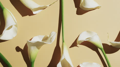 Video-Von-Weißen-Kalia-Blumen-Mit-Kopierraum-Auf-Gelbem-Hintergrund