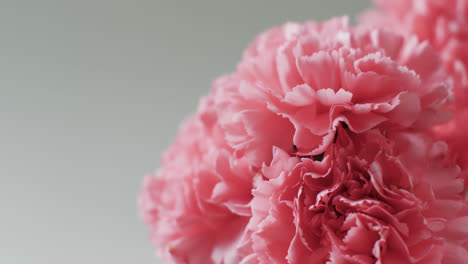 Video-Einer-Nahaufnahme-Eines-Rosa-Blumenstraußes-Mit-Kopierraum-Auf-Grauem-Hintergrund