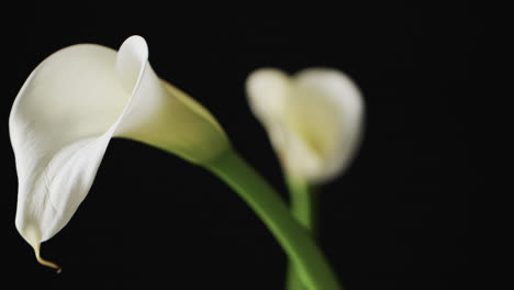 Video-of-white-kalia-flowers-with-copy-space-on-black-background