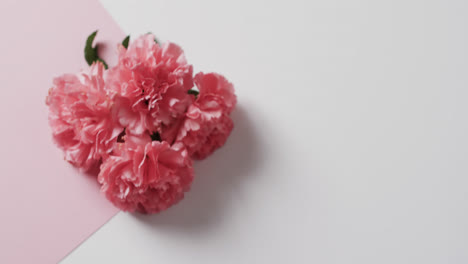 Video-Von-Rosa-Blumen-Mit-Kopierraum-Auf-Weißem-Und-Rosa-Hintergrund