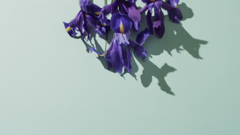 Video-of-purple-iris-flowers-with-copy-space-on-green-background
