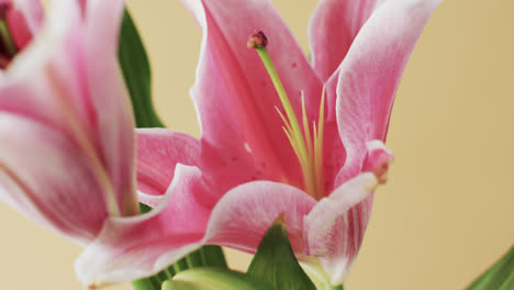 Video-of-pink-lily-flowers-and-leaves-with-copy-space-on-yellow-background