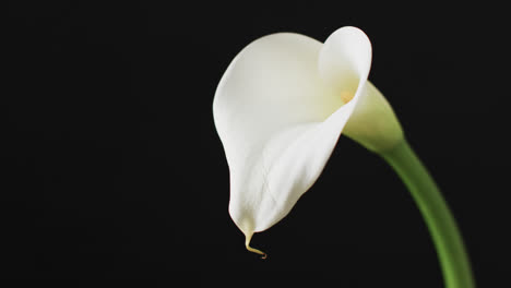 Video-of-white-kalia-flower-with-copy-space-on-black-background