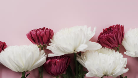 Video-of-red-and-white-flowers-and-copy-space-on-pink-background