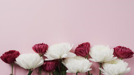 Video-of-red-and-white-flowers-and-copy-space-on-pink-background
