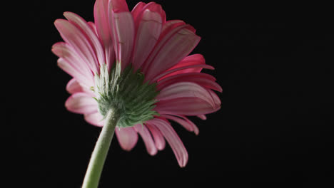 Video-of-pink-gerbera-flower-with-copy-space-on-black-background