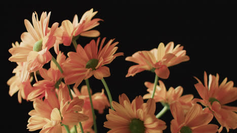 Video-Von-Orangefarbenen-Blumen-Mit-Kopierraum-Auf-Schwarzem-Hintergrund