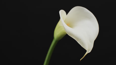 Video-Einer-Weißen-Kalia-Blume-Mit-Kopierraum-Auf-Schwarzem-Hintergrund
