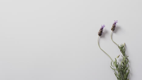 Video-of-lavender-flowers-and-leaves-with-copy-space-on-white-background