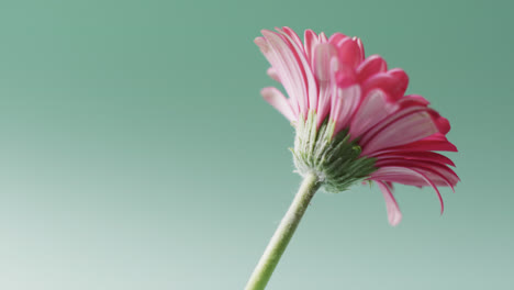 Video-of-pink-gerbera-flower-with-copy-space-on-green-background