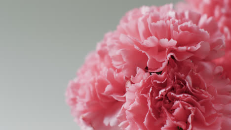 Video-Einer-Nahaufnahme-Eines-Rosa-Blumenstraußes-Mit-Kopierraum-Auf-Grauem-Hintergrund