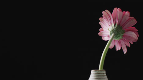 Video-of-pink-gerbera-flower-in-white-vase-with-copy-space-on-black-background