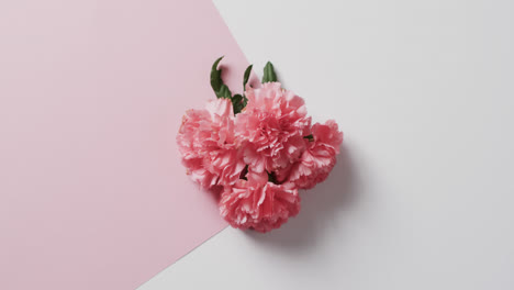 Video-Von-Rosa-Blumen-Mit-Kopierraum-Auf-Weißem-Und-Rosa-Hintergrund