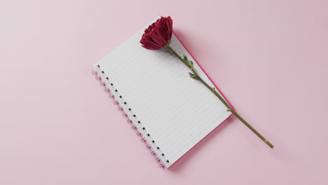 Video-of-red-flower-on-notebook-and-copy-space-on-pink-background