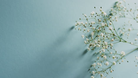 Video-Mit-Mehreren-Weißen-Blumen-Und-Kopierraum-Auf-Blauem-Hintergrund