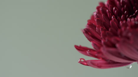 Video-of-close-up-of-red-flower-with-copy-space-on-green-background