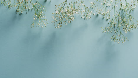 Video-of-multiple-white-flowers-and-copy-space-on-blue-background