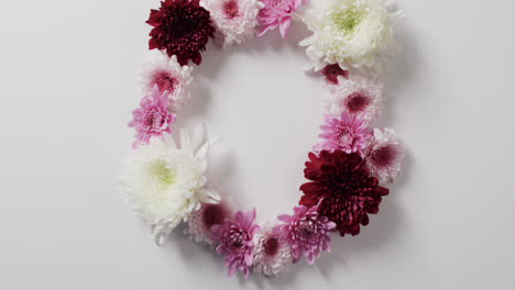 Video-of-white,-red-and-pink-flowers-in-circle-and-copy-space-on-white-background