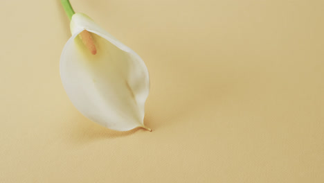 Video-Einer-Weißen-Kalia-Blume-Mit-Kopierraum-Auf-Gelbem-Hintergrund