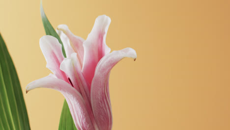 Video-of-pink-lily-flower-and-leaves-with-copy-space-on-yellow-background