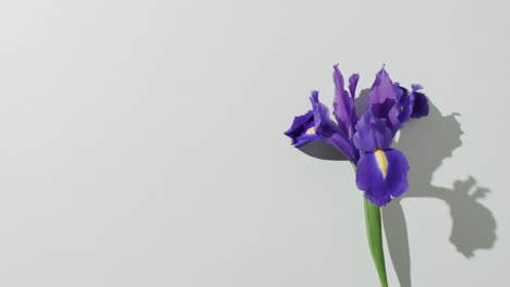 Video-of-purple-iris-flower-with-copy-space-on-white-background