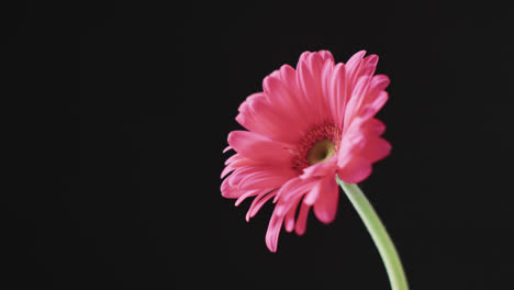 Video-of-pink-gerbera-flower-with-copy-space-on-black-background