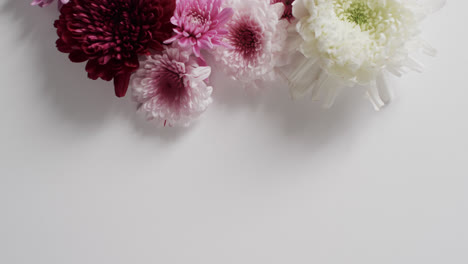 Video-of-bunch-of-pink-and-white-flowers-and-copy-space-on-white-background