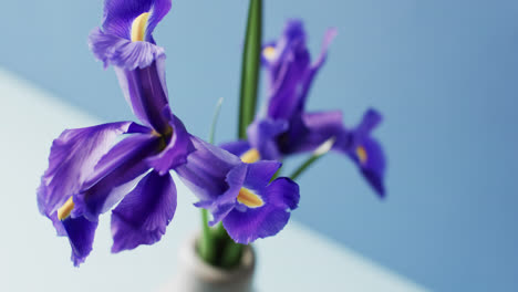 Video-of-purple-iris-flowers-in-white-vase-with-copy-space-on-blue-background