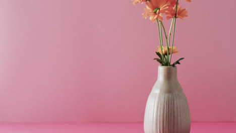 Video-Von-Gelben-Blumen-In-Einer-Weißen-Vase-Mit-Kopierraum-Auf-Rosa-Hintergrund