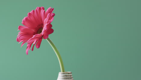 Video-of-pink-gerbera-flower-in-white-vase-with-copy-space-on-green-background