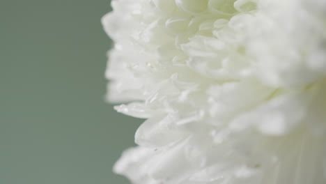 Video-of-close-up-of-white-flower-with-copy-space-on-green-background