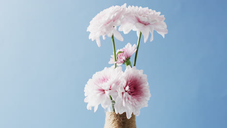 Video-Von-Weißen-Und-Rosa-Blumen-In-Einer-Weißen-Vase-Mit-Kopierraum-Auf-Blauem-Hintergrund